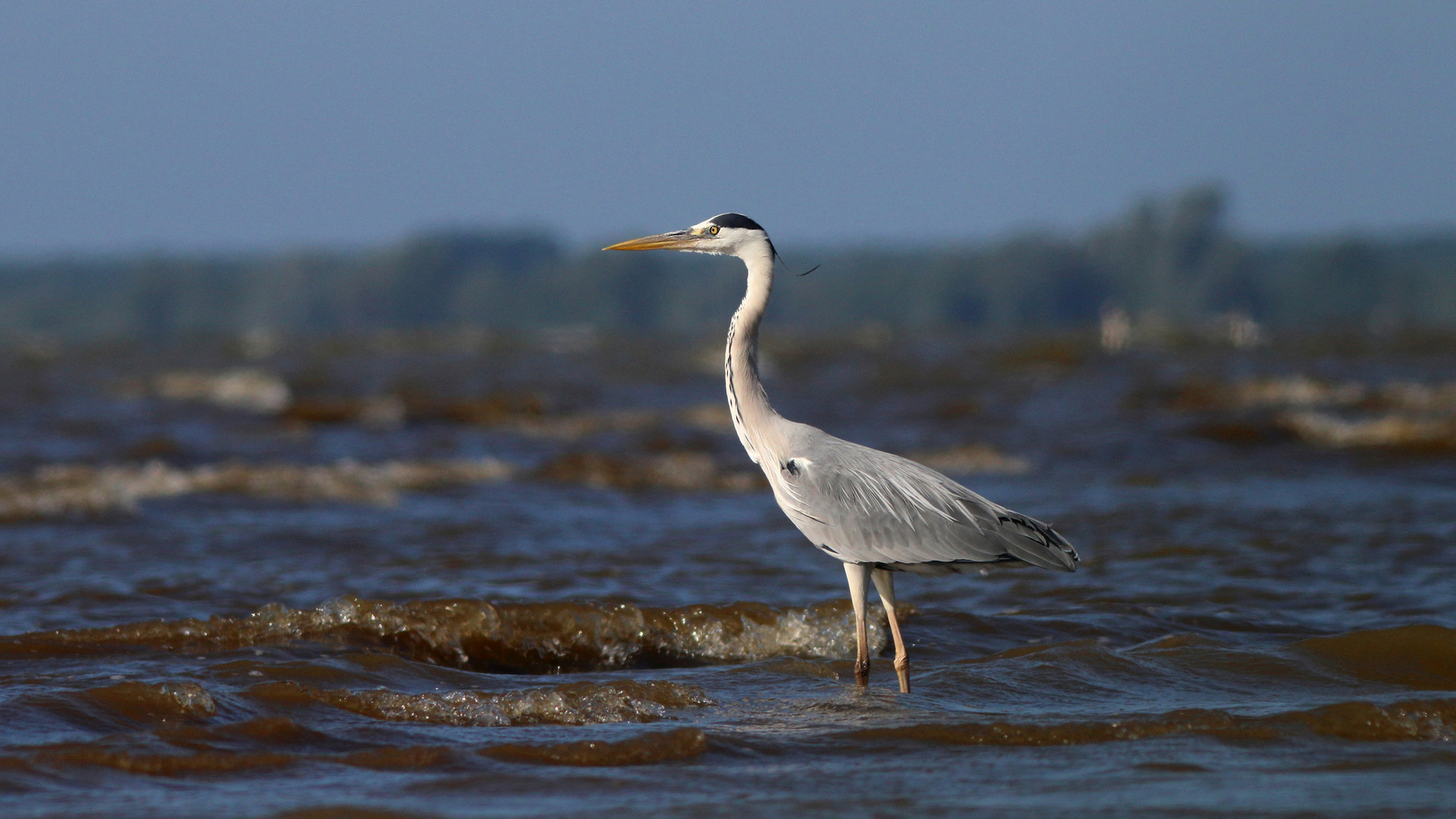 Морячка Серая цапля Ardea cinerea Grey heron