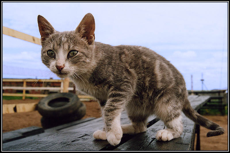 Котик 