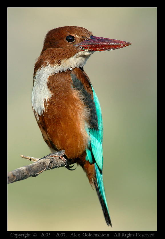Белогрудый зимородок - White breasted Kingfisher, (Halcyon smyrnensis). Белогрудый зимородок, White breasted Kingfisher, (Halcyon smyrnensis).
