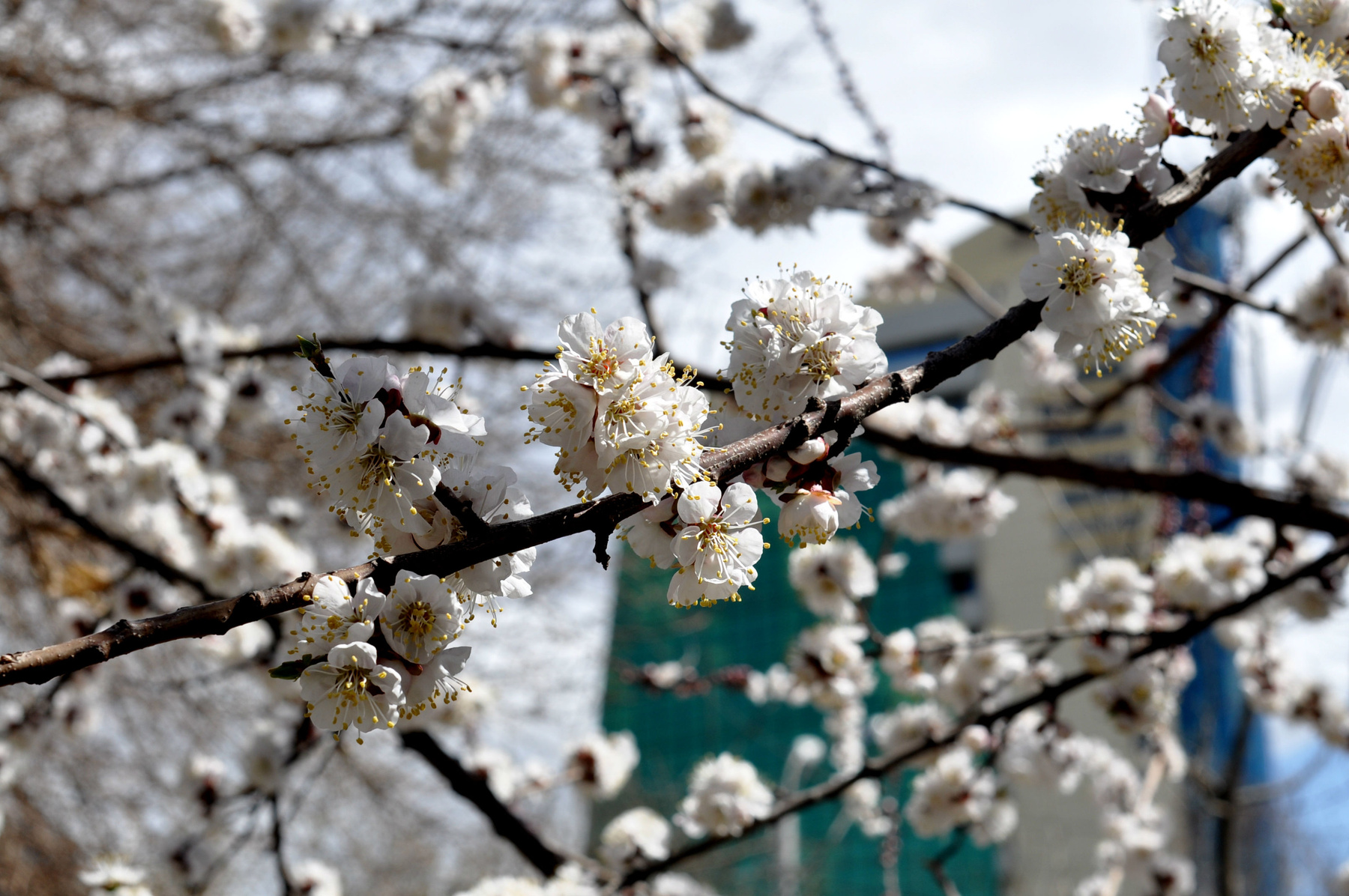 Cherry armenia yerevan cherry