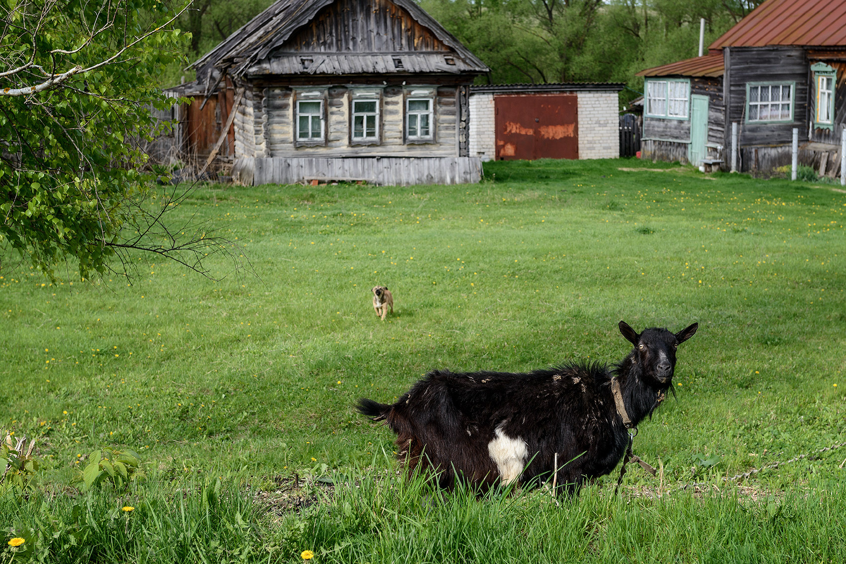 Спешит на помощь... Село животные