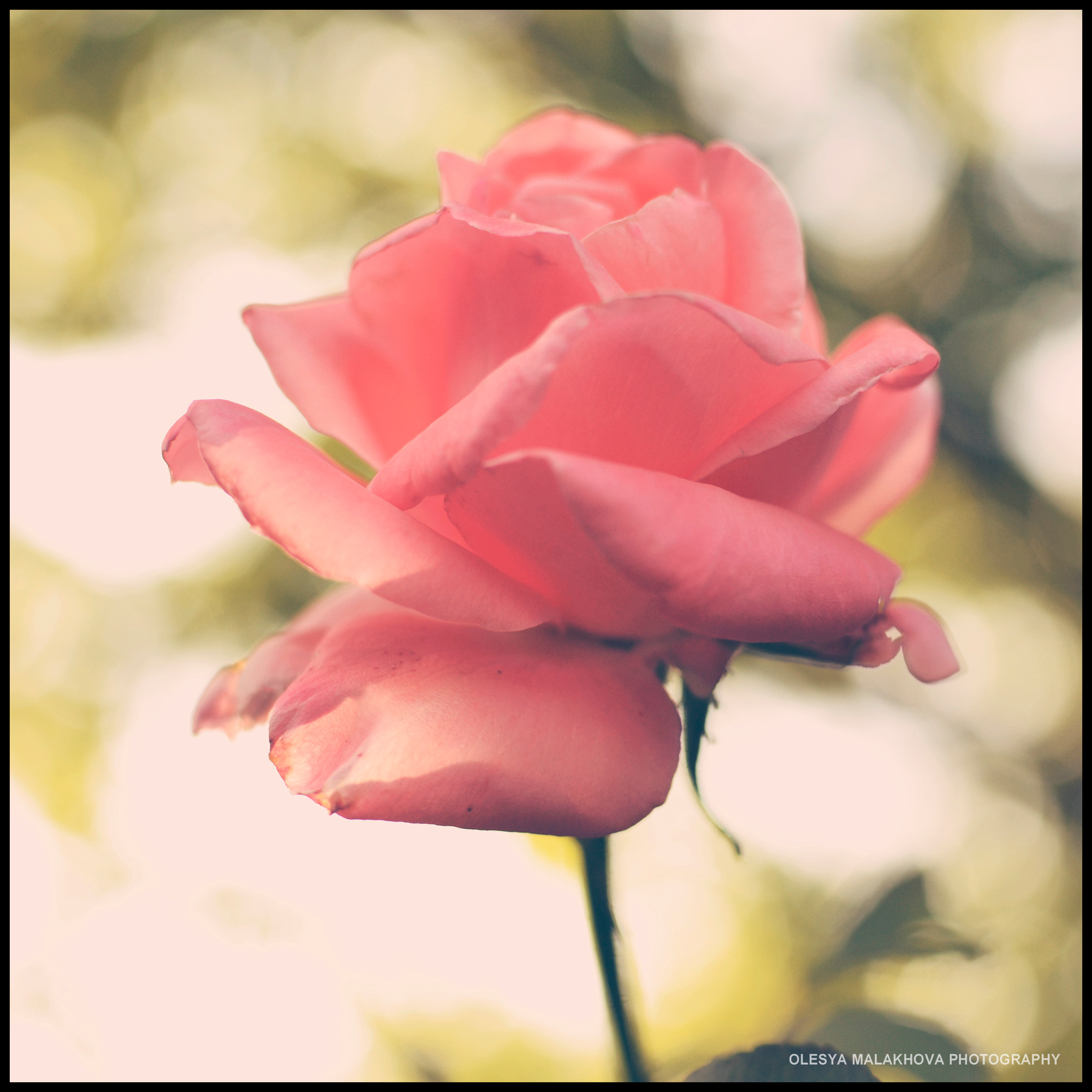 *** Summer, Лето, Природа, Цветы, Роза