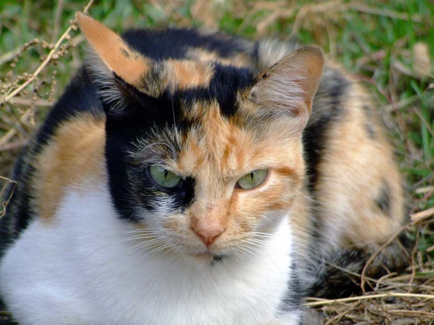 Мурка трёхцветная кошка
