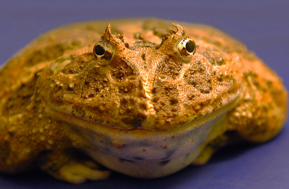 У нее прекрасные глаза... рогатая жаба Ceratophrys ornata