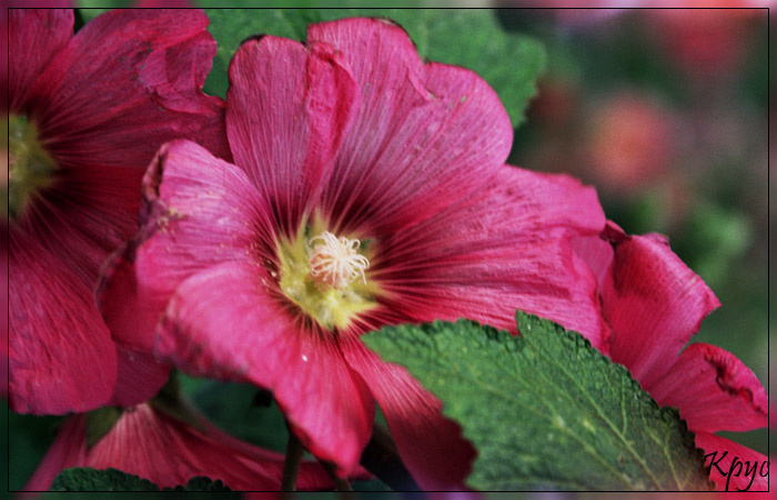flower цветы природа