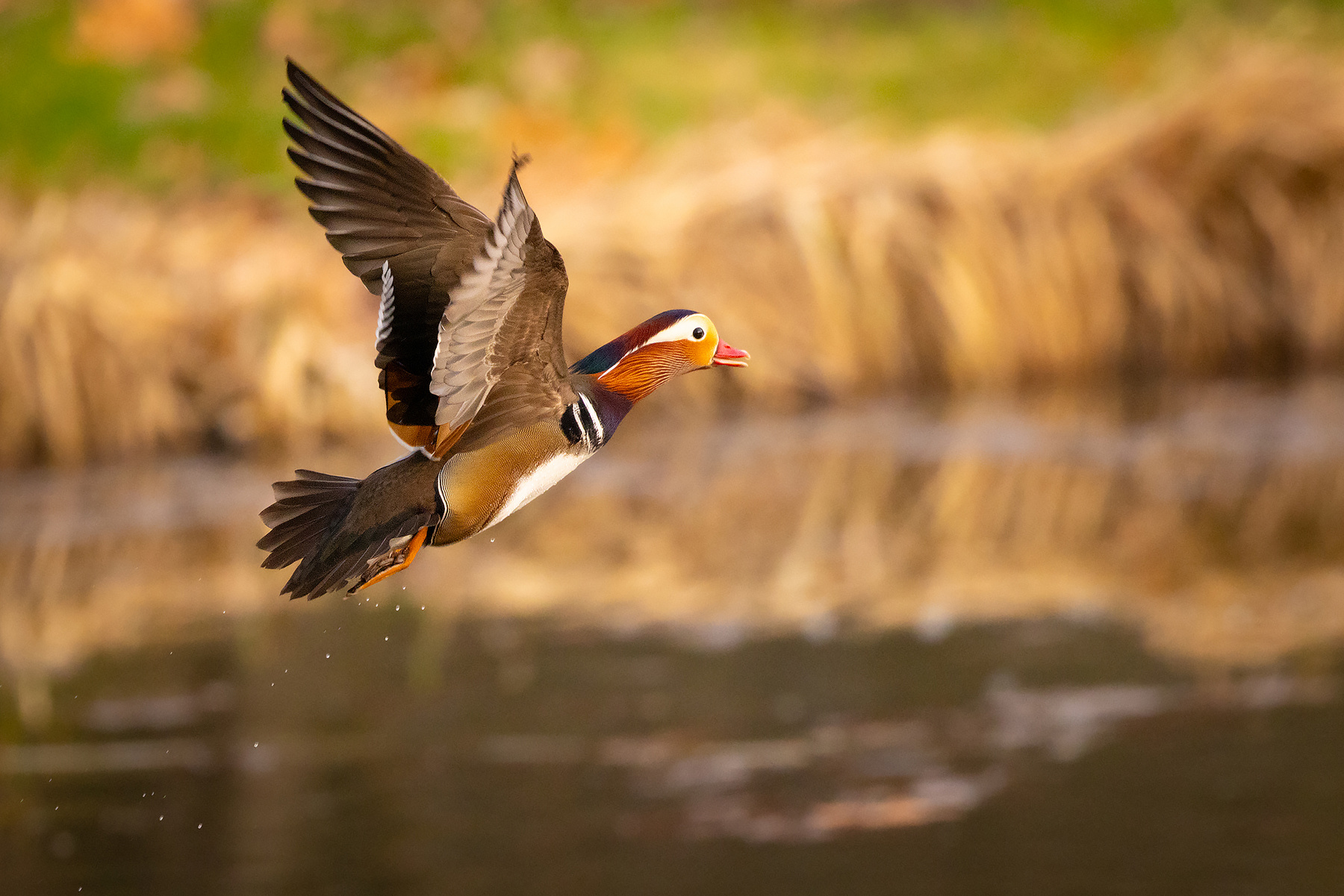 Mandarin duck 