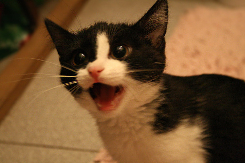 мяяяяу кошка, котенок