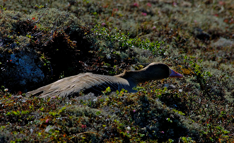 Спряталась Белолобый гусь, Anser albifrons, Greater White-fronted Goose, Tobseda, Barents Sea, Arctic