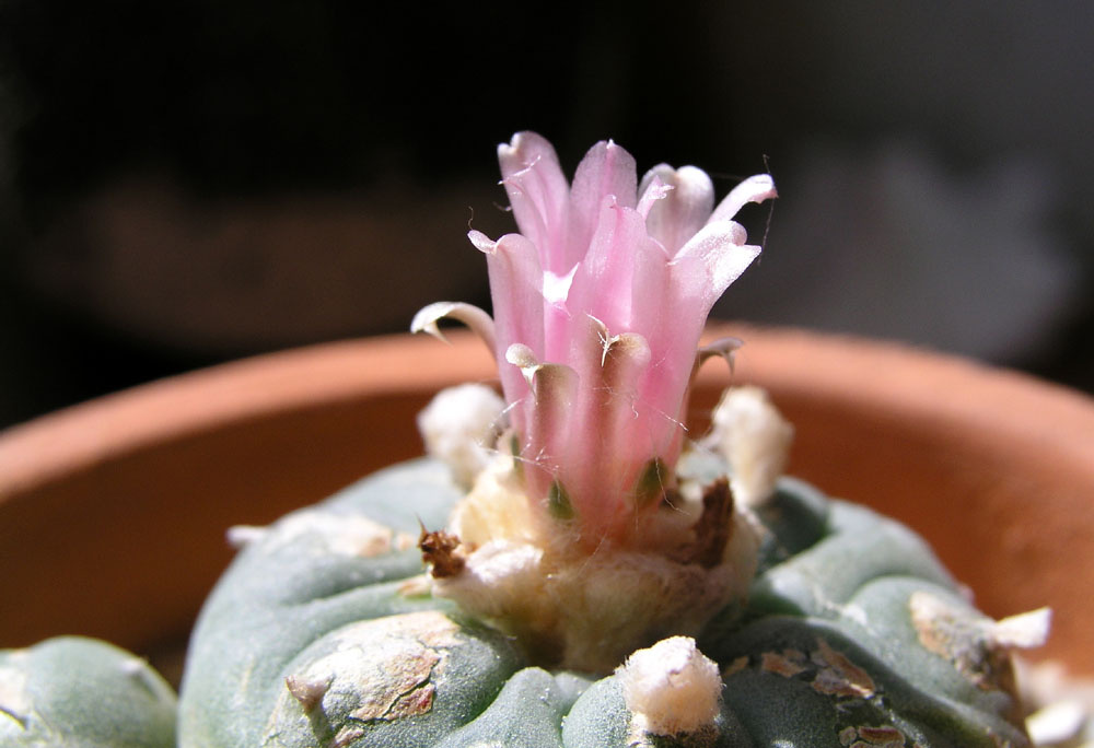 Цветок Пейотля Лофофора, Пейотль, Lophophora williamsii v. jourdaniana Lew.