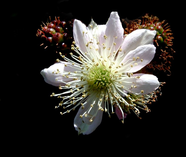КЛЯНУСЬ, ВЫ ЭТО КУШАЛИ! RUBUS FRUTICOSUS