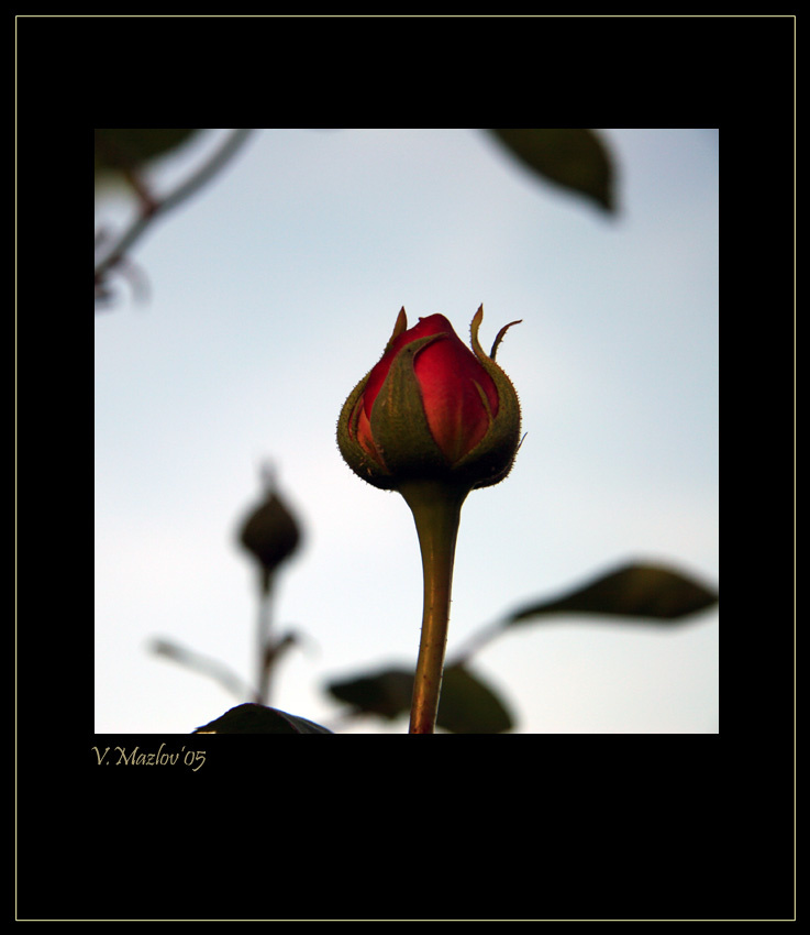 Еще мгновение! flowers цветы