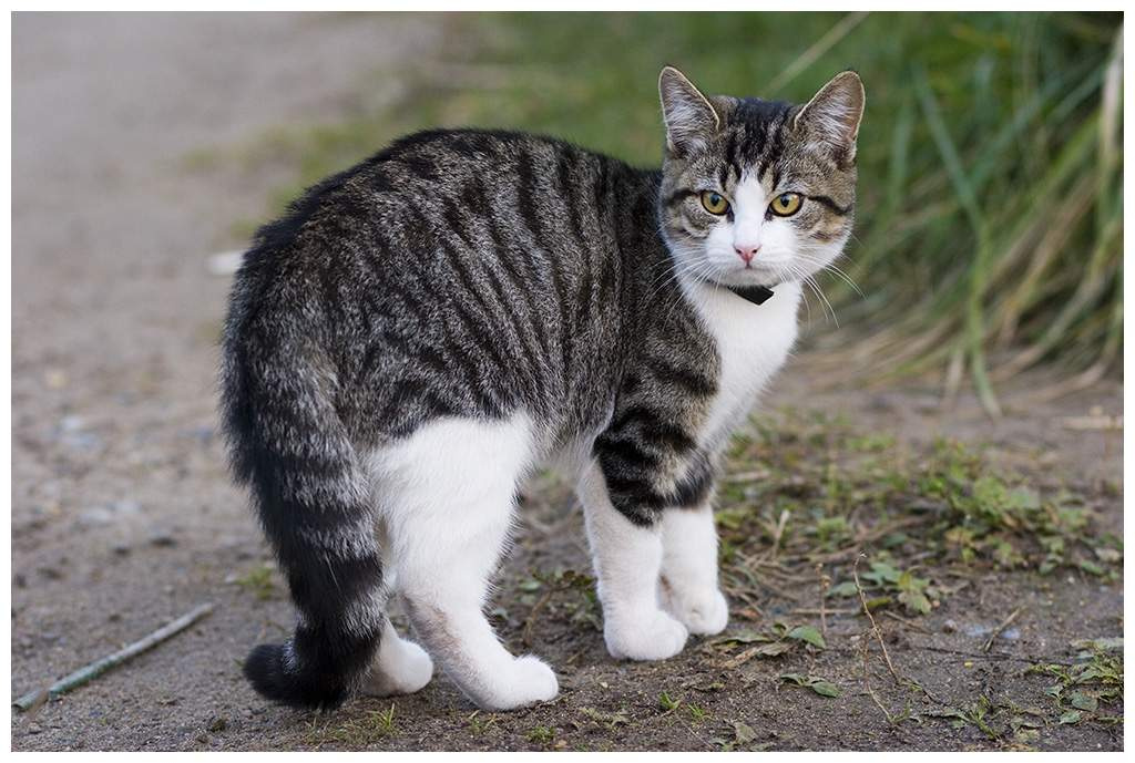 соседская кошка 