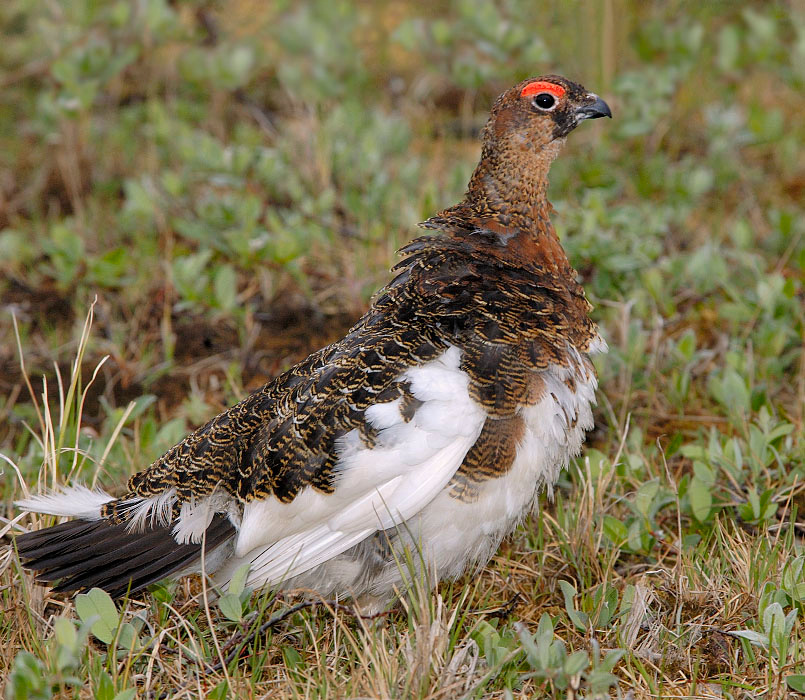 Как я зол, как я зол! Белая куропатка, Lagopus lagopus, Willow Ptarmigan, Tobseda, Barents Sea, Arctic.