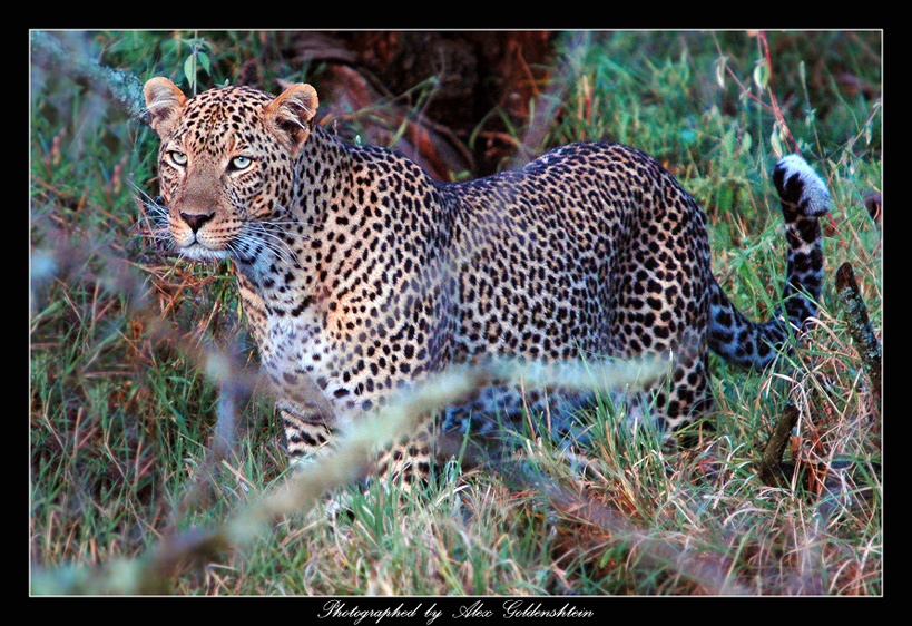 ЛЕОПАРД (Panthera pardus) Африка-Кения Национальный парк Накуру Фото-Сафари Мастер-Класс с Вадимом Онищенко
