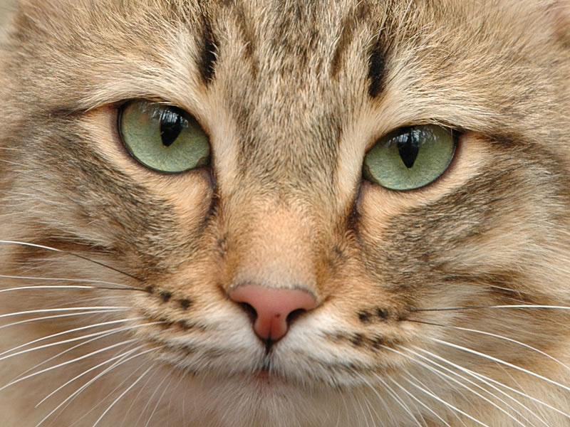 кот кот