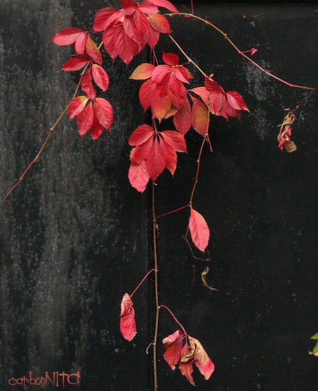 redonblack ivy