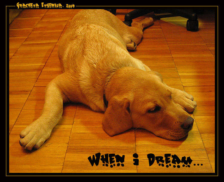 When I Dream... мой лабрадор в детстве