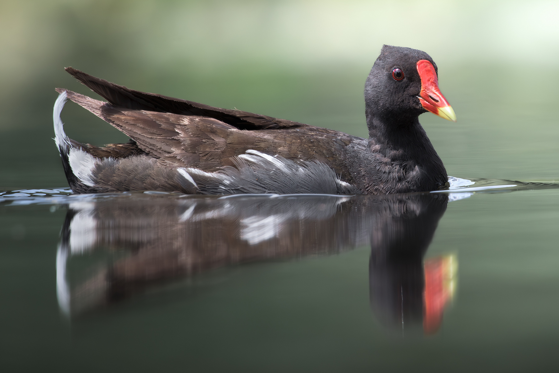 Камышница (Gallinula chloropus) 