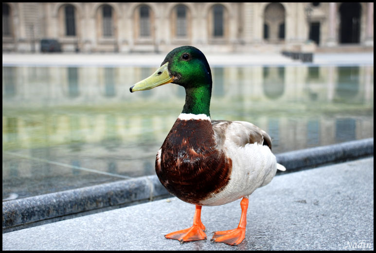 Le canard Селезень