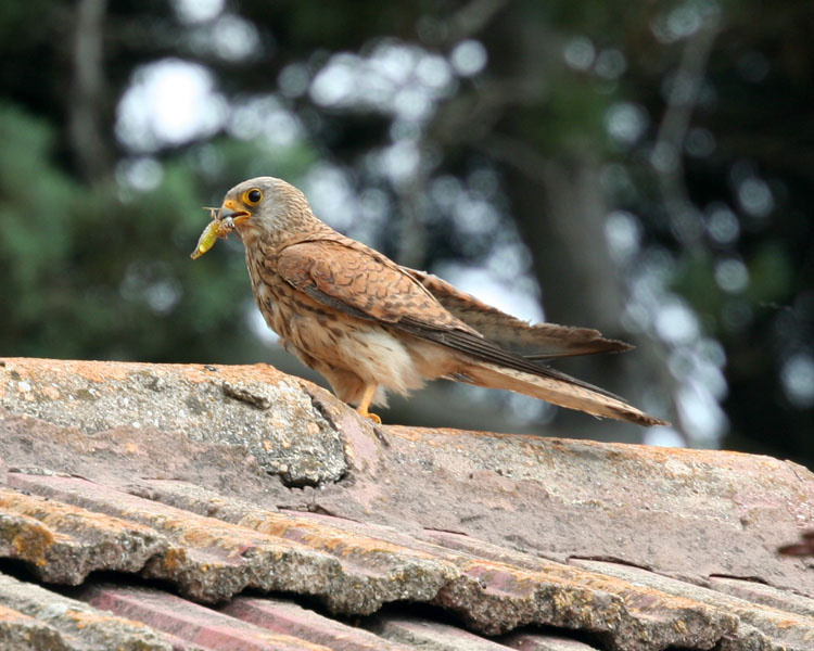 11607 Falcon 
