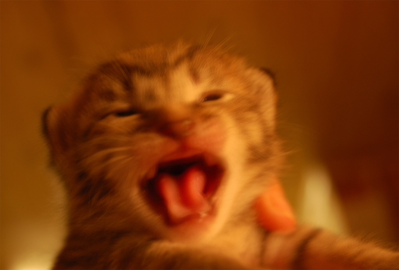 МАМА!!! котенок