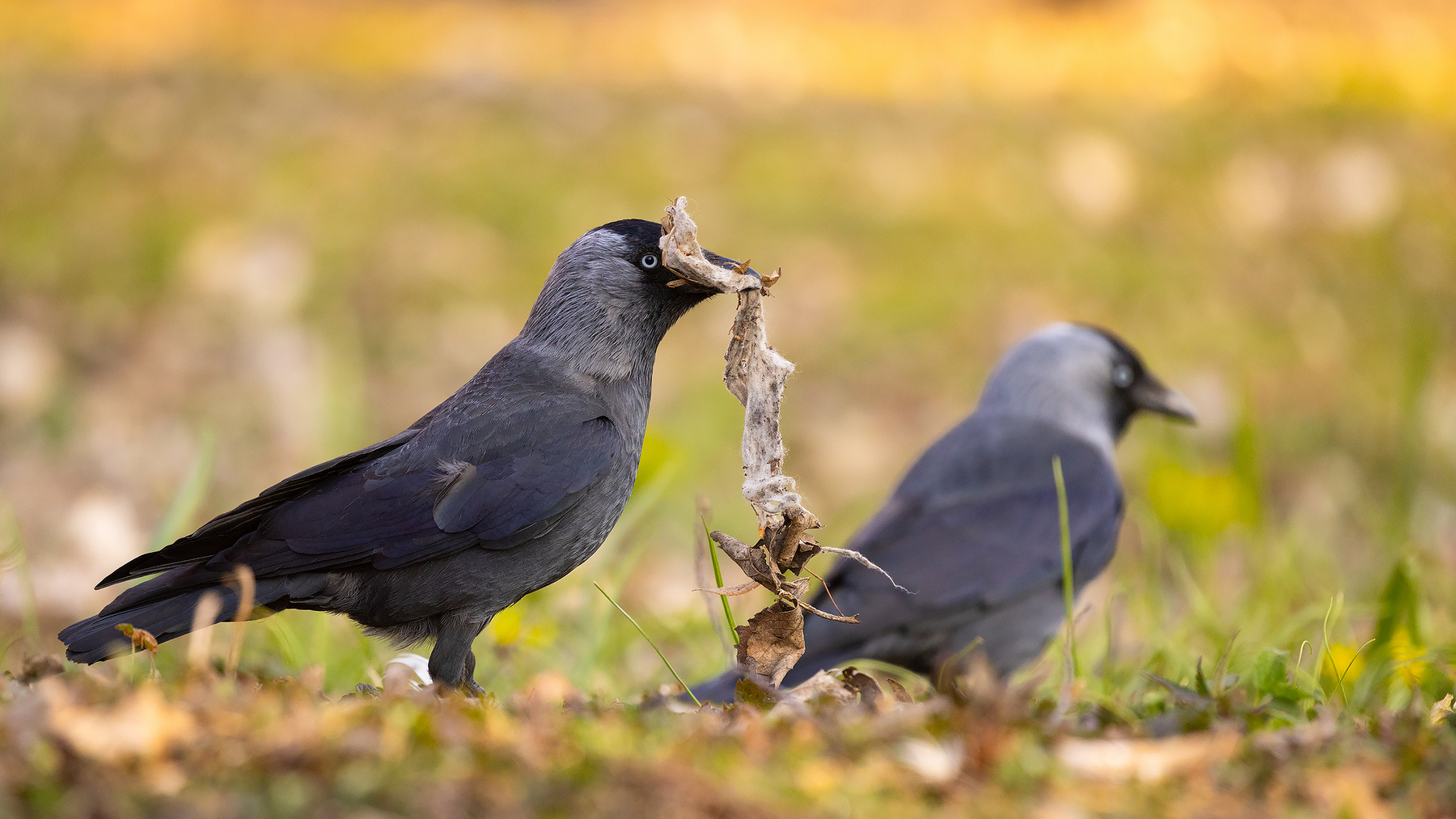 Gray crow 