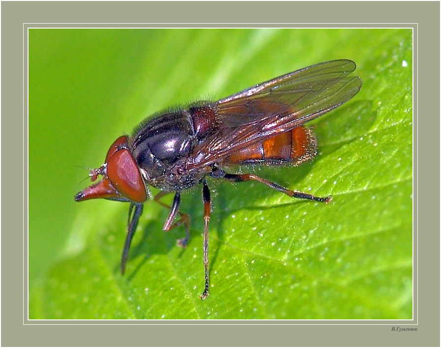 Журчалка муха журчалка Rhingia campestris