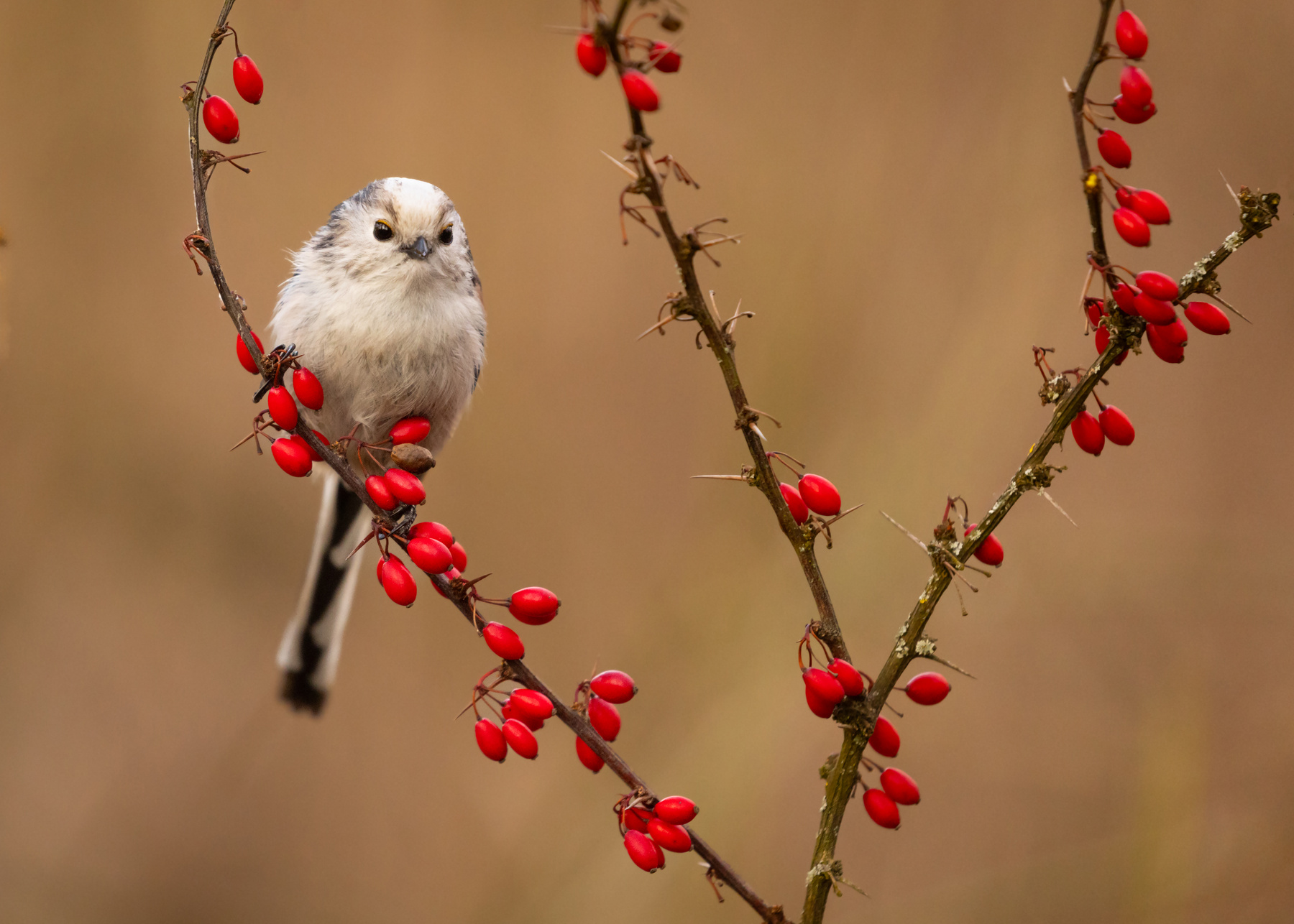 Long-tailed Ti 