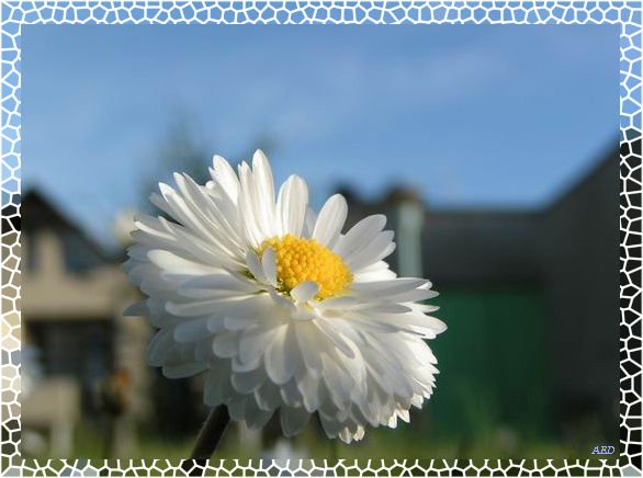 Forever beautiful cvet flower aed