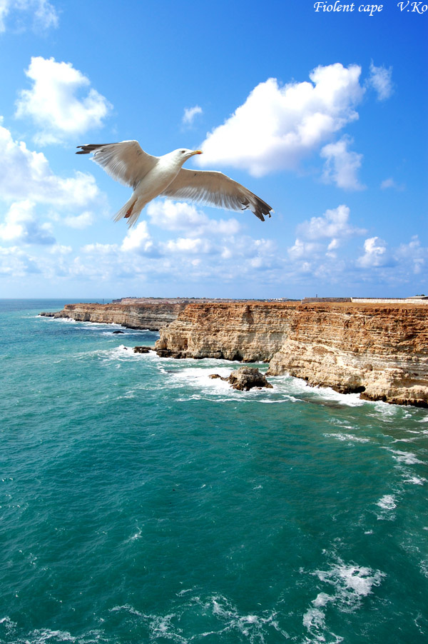 Fiolent cape Fiolent cape Фиолент чайка море солнце