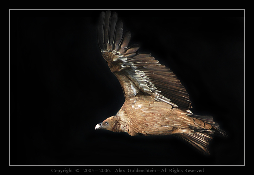 Белоголовый сип (Gyps fulvus). Израиль, заповедник, Гамла, Белоголовый-сип(гриф)