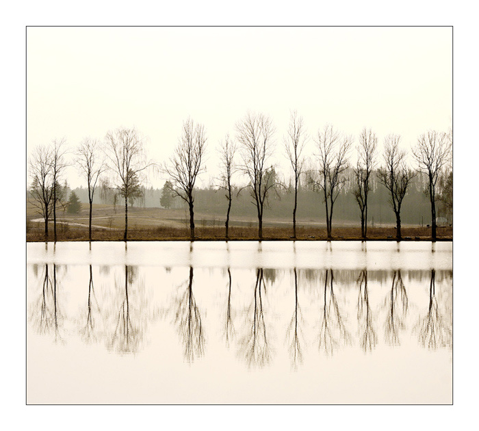trees 