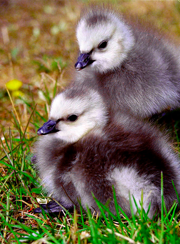 Колобки Белощекая казарка, Branta leucopsis, Barnacle Goose, Vaygach Island, Arctic