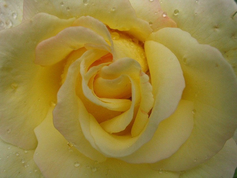 Yellow (Rose 2) Природа Цветы Розы
