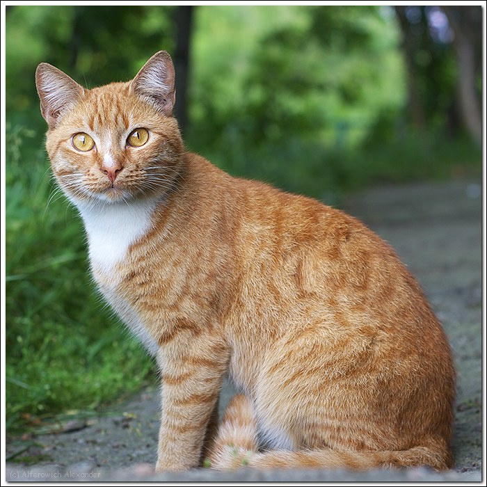 Об усатых кошка кот