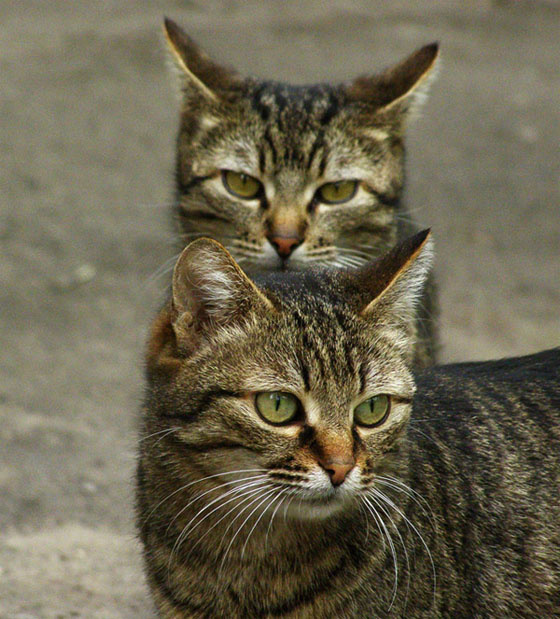 кот-горыныч котомафия