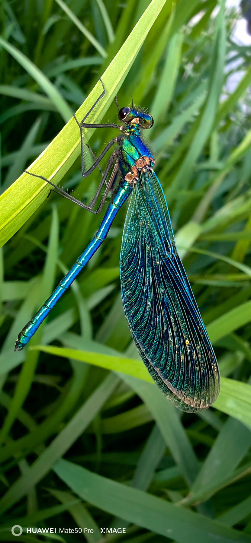 Calopteryx splendens с крыльями бабочки. 