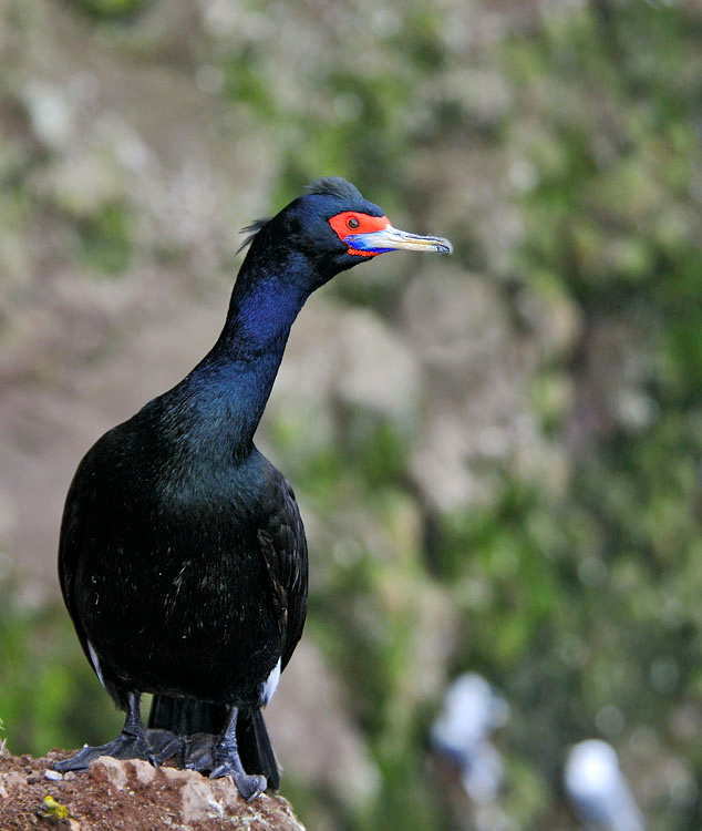 Баклан обныкновенный Краснолицый баклан, Phalacrocorax urile, Остров Св. Георгия, о-ва Прибылова, Red-faced Cormorant, St. George Island, the Pribilofs, Bering Sea, Alaska