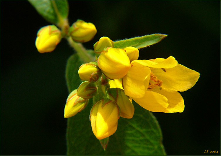 ... цветок жёлтый
