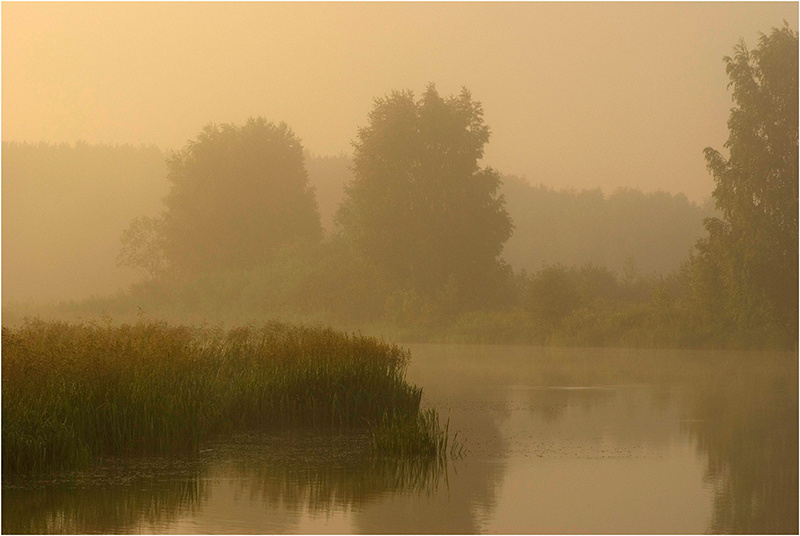 Misty morning туман утро