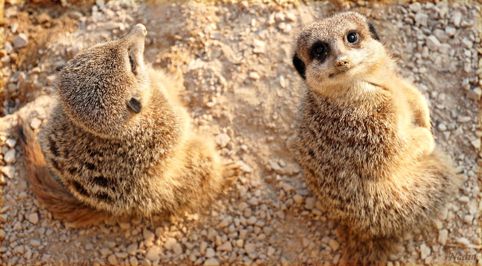 Suricata suricata сурикаты