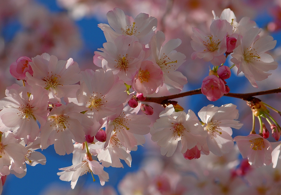 Украшение марта розовые деревья prunus март цветы веточка весна