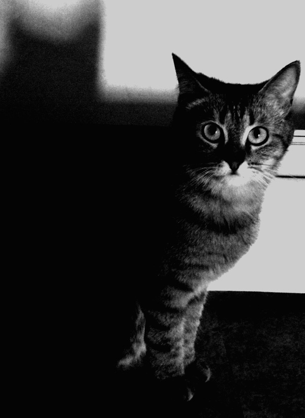 sonya кошка глаза чб