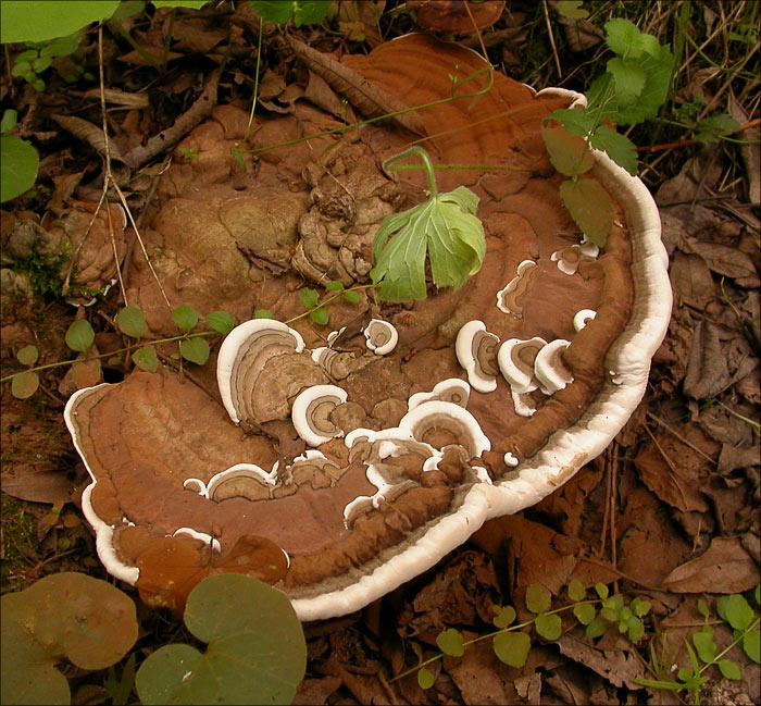 Трутовик плоский Ganoderma Applanatum Трутовик Ganoderma Applanatum