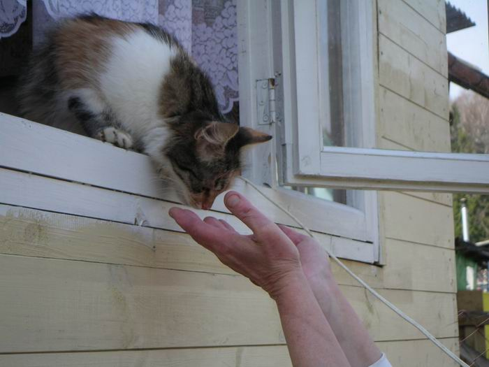 На даче кошка