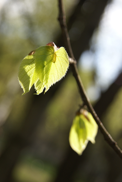 Spring весна