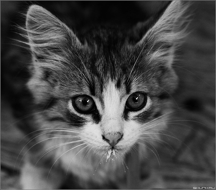 Чёрно-белый КОТ чб кот