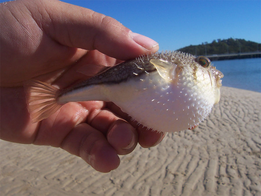 ...его еще надувают... Weeping Toado Torquigener pleurogramma Silver Puffer.