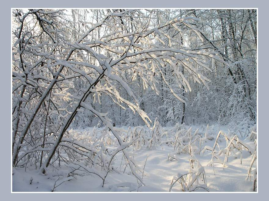 Покой засека
