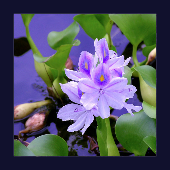 Blue flowers mexico вода цветы лес река море город